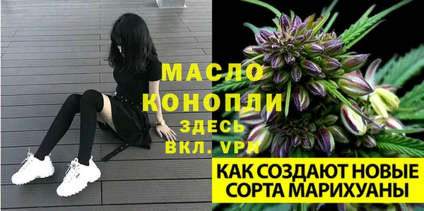 сатива Беломорск